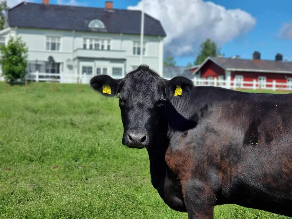 Ei svart Angus-ku med gule øremerker på beitet, med hovedhuset, flaggstanga og den røde bygningen bak
